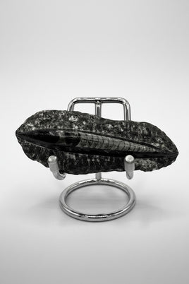 Natural Orthoceras Fossil Specimen #17