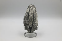 Natural Orthoceras Fossil Specimen #7