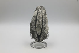 Natural Orthoceras Fossil Specimen #7