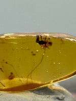 Fossil Insect Inclusion in Burmese Amber #8