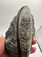 Natural Orthoceras Fossil Specimen #9