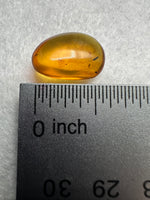 Fossil Insect Inclusion in Burmese Amber #2