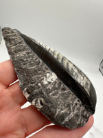 Natural Orthoceras Fossil Specimen #20