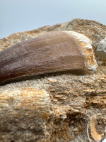 Mosasaur Tooth, Cretaceous, Oulad, Abdoun, Morocco