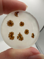 Scenic Dendritic Agate Cabochon #3