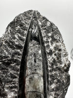 Natural Orthoceras Fossil Specimen #19