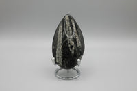 Natural Orthoceras Fossil Specimen #4