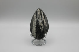 Natural Orthoceras Fossil Specimen #4