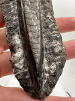 Natural Orthoceras Fossil Specimen #17