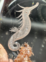 Beautiful Seahorse Garden Quartz Inner Scene Carving #10
