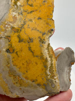 Bumblebee Jasper, Java, Indonesia #2