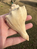 Assorted Shells for Crafts or Decor