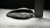 Natural Orthoceras Fossil Specimen #19