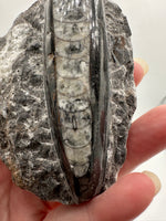 Natural Orthoceras Fossil Specimen #12