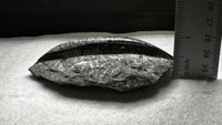 Natural Orthoceras Fossil Specimen #21