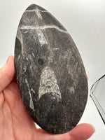 Natural Orthoceras Fossil Specimen #14