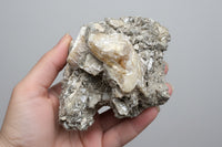 Fossilized Calcite Clam from Ruck's Pit Quarry, Florida, UV Reactive #3