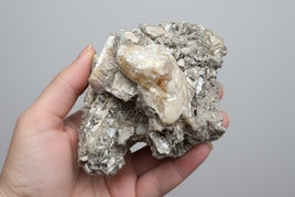 Fossilized Calcite Clam from Ruck's Pit Quarry, Florida, UV Reactive #3