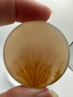 Designer Dendritic Agate Cabochon #5