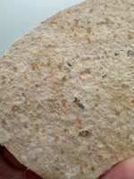 Fossil Fish, Eocene, Green River, Kemmerer, WY