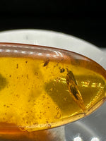 Fossil Insect Inclusion in Burmese Amber #7