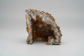 Withlacoochee River Agatized Coral #5
