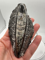 Natural Orthoceras Fossil Specimen #15