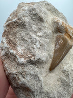 Otodus Shark Tooth, Eocene, Khouribga, Morocco on Matrix #2