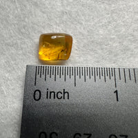 Fossil Insect Inclusion in Burmese Amber #9