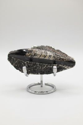 Natural Orthoceras Fossil Specimen #15