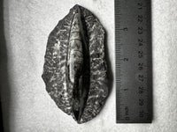 Natural Orthoceras Fossil Specimen #21