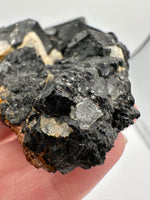 Uvite, Powers Farm, Pierrepont, New York