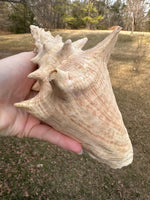 Assorted Shells for Crafts or Decor