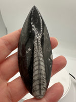 Natural Orthoceras Fossil Specimen #22
