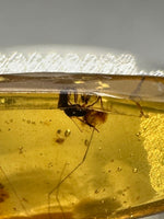 Fossil Insect Inclusion in Burmese Amber #8