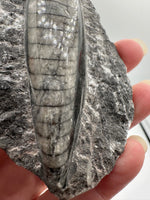 Natural Orthoceras Fossil Specimen #11