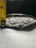 Natural Orthoceras Fossil Specimen #10