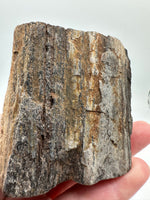Petrified Wood Specimen #2