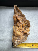 Withlacoochee River Agatized Coral #10