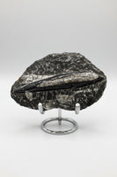 Natural Orthoceras Fossil Specimen #13