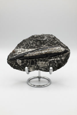 Natural Orthoceras Fossil Specimen #13