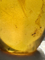 Fossil Insect Inclusion in Burmese Amber #2