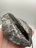 Natural Orthoceras Fossil Specimen #13