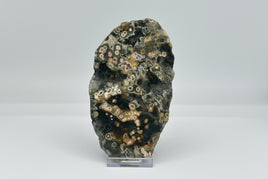 8th Vein Ocean Jasper Slab #3