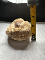 Mosasaur Tooth, Cretaceous, Oulad, Abdoun, Morocco