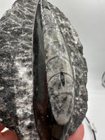 Natural Orthoceras Fossil Specimen #19