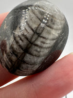 Natural Orthoceras Fossil Specimen #23