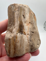 Petrified Wood Specimen #1