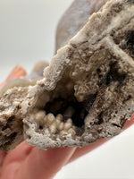 Withlacoochee River Agatized Coral #3