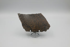 Nevada Picture Jasper Slab #2 - Old Stock